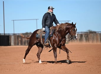 American Quarter Horse, Stallion, 4 years, 14,2 hh, Sorrel