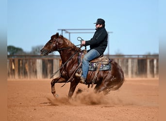 American Quarter Horse, Stallion, 4 years, 14,2 hh, Sorrel