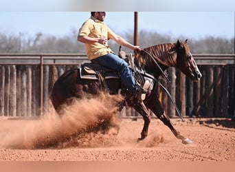 American Quarter Horse, Stallion, 4 years, 14,2 hh, Sorrel