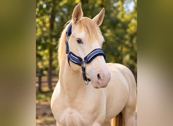 American Quarter Horse, Stallion, 4 years, 15.1 hh, Champagne