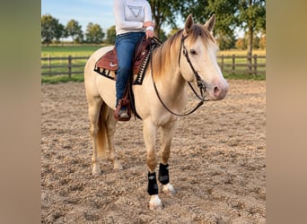 American Quarter Horse, Stallion, 4 years, 15.1 hh, Champagne