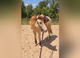 American Quarter Horse, Stallion, 4 years, 15.1 hh, Champagne