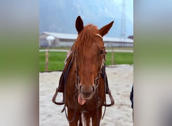 American Quarter Horse, Stallion, 4 years, 15.1 hh, Chestnut-Red