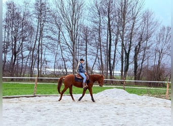American Quarter Horse, Stallion, 4 years, 15.1 hh, Chestnut-Red