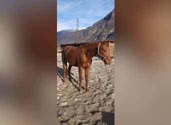 American Quarter Horse, Stallion, 4 years, 15.1 hh, Chestnut-Red