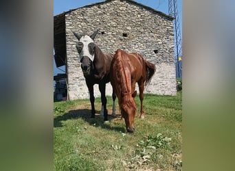 American Quarter Horse, Stallion, 4 years, 15.1 hh, Chestnut-Red