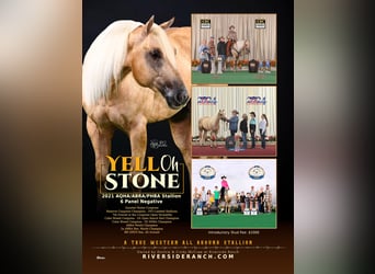 American Quarter Horse, Stallion, 4 years, 15.1 hh, Palomino
