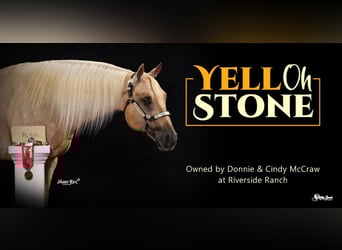 American Quarter Horse, Stallion, 4 years, 15.1 hh, Palomino