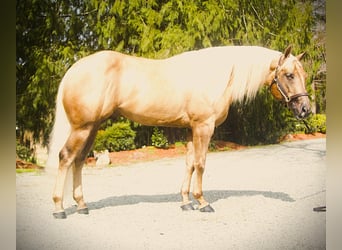 American Quarter Horse, Stallion, 4 years, 15.1 hh, Palomino