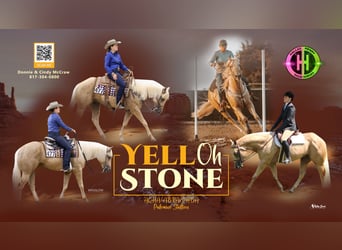 American Quarter Horse, Stallion, 4 years, 15.1 hh, Palomino