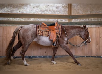 American Quarter Horse, Stallion, 4 years, 15.1 hh, Roan-Red