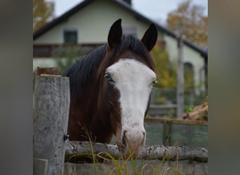 American Quarter Horse, Stallion, 4 years, 15 hh, Brown