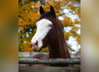 American Quarter Horse, Stallion, 4 years, 15 hh, Brown
