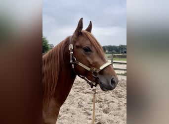 American Quarter Horse, Stallion, 4 years, 15 hh, Chestnut-Red
