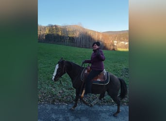 American Quarter Horse, Stallion, 5 years, 14,1 hh, Chestnut