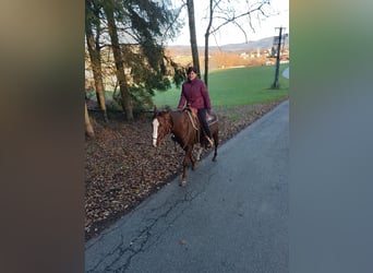 American Quarter Horse, Stallion, 5 years, 14,1 hh, Chestnut