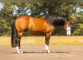 American Quarter Horse, Stallion, 5 years, 14.2 hh, Brown