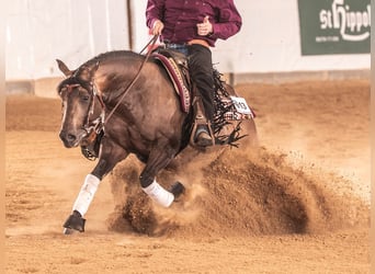 American Quarter Horse, Stallion, 5 years, 14.2 hh, Buckskin