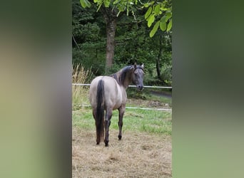 American Quarter Horse, Stallion, 5 years, 14.2 hh, Grullo