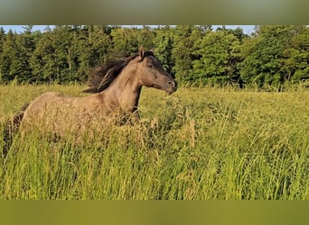 American Quarter Horse, Stallion, 5 years, 14.2 hh, Grullo
