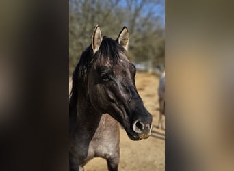 American Quarter Horse, Stallion, 5 years, 14.2 hh, Grullo