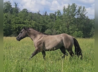 American Quarter Horse, Stallion, 5 years, 14.2 hh, Grullo