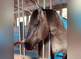 American Quarter Horse, Stallion, 5 years, 14.2 hh, Grullo