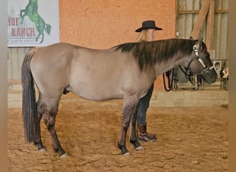 American Quarter Horse, Stallion, 5 years, 14.2 hh, Grullo