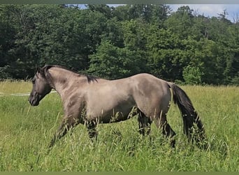 American Quarter Horse, Stallion, 5 years, 14.2 hh, Grullo