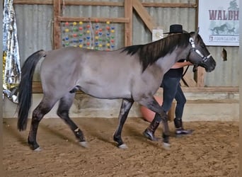 American Quarter Horse, Stallion, 5 years, 14.2 hh, Grullo