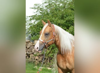 American Quarter Horse, Stallion, 5 years, 14.2 hh, Palomino