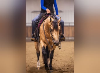 American Quarter Horse, Stallion, 5 years, 15 hh, Buckskin