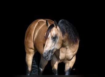 American Quarter Horse, Stallion, 5 years, 15 hh, Buckskin