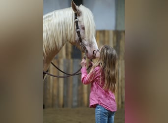 American Quarter Horse, Stallion, 5 years, 15 hh, Cremello