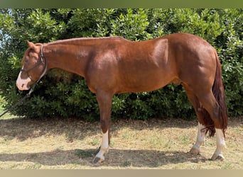 American Quarter Horse, Stallion, 5 years, Chestnut-Red