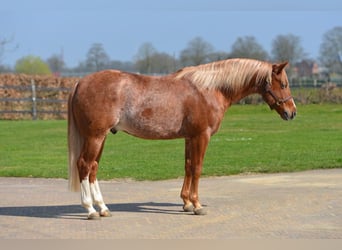 American Quarter Horse, Stallion, 5 years