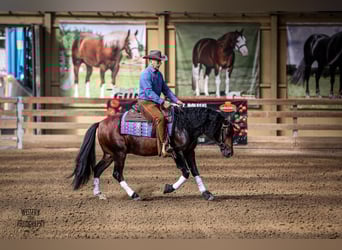 American Quarter Horse, Stallion, 6 years, 14.2 hh, Brown