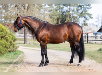 American Quarter Horse, Stallion, 6 years, 14.2 hh, Brown