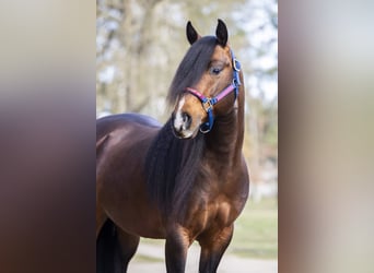 American Quarter Horse, Stallion, 6 years, 14.2 hh, Brown