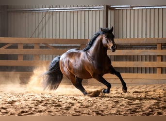 American Quarter Horse, Stallion, 6 years, 14.2 hh, Brown
