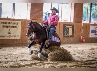 American Quarter Horse, Stallion, 6 years, 14.2 hh, Brown