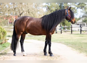 American Quarter Horse, Stallion, 6 years, 14.2 hh, Brown