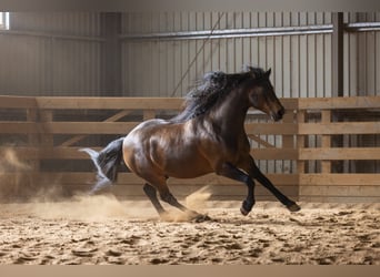 American Quarter Horse, Stallion, 6 years, 14.2 hh, Brown