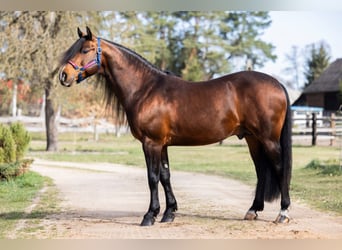 American Quarter Horse, Stallion, 6 years, 14.2 hh, Brown