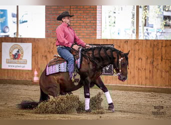 American Quarter Horse, Stallion, 6 years, 14.2 hh, Brown