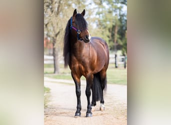 American Quarter Horse, Stallion, 6 years, 14.2 hh, Brown