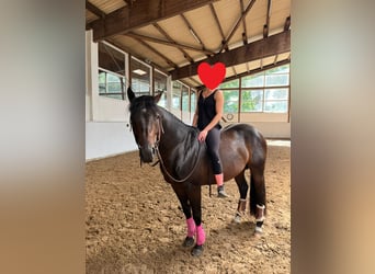 American Quarter Horse, Stallion, 6 years, 14.2 hh, Brown