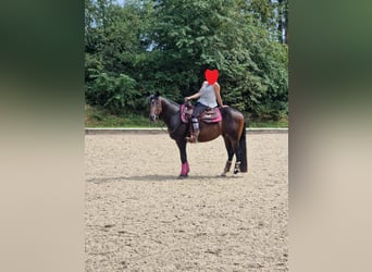 American Quarter Horse, Stallion, 6 years, 14.2 hh, Brown