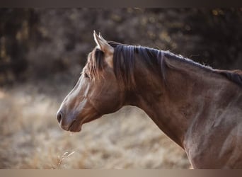 American Quarter Horse, Stallion, 6 years, 14.2 hh, Champagne