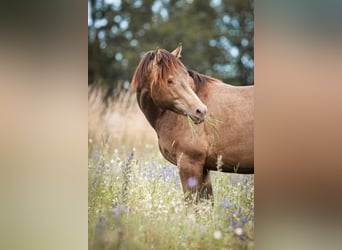 American Quarter Horse, Stallion, 6 years, 14.2 hh, Champagne